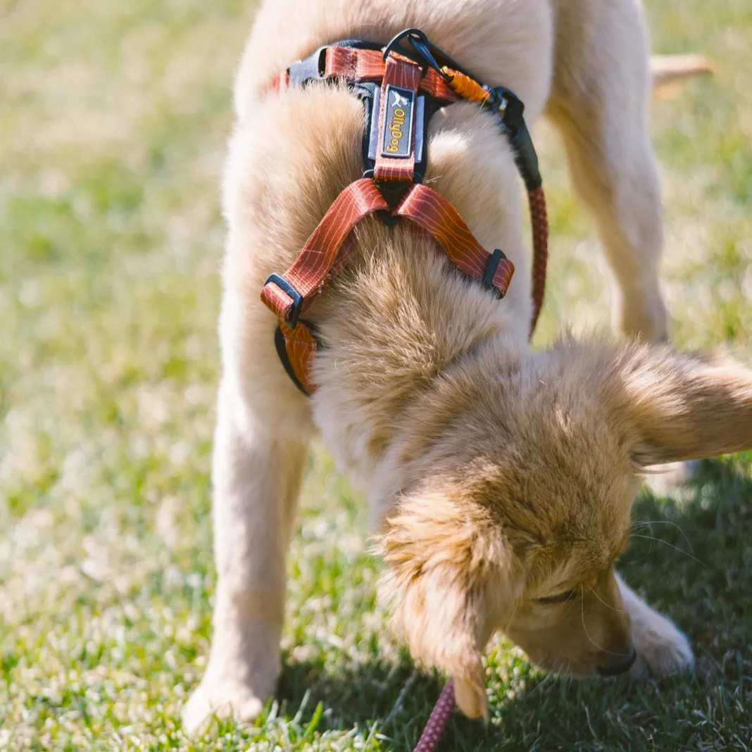 Alpine Reflective Comfort Harness | Padded Dog Harness