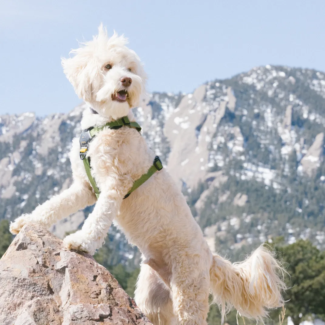 Alpine Reflective Comfort Harness | Padded Dog Harness