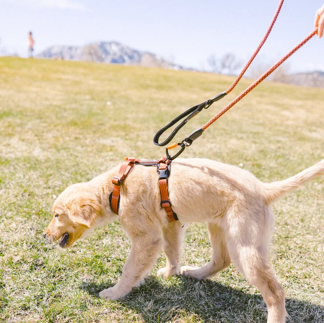 Alpine Reflective Comfort Harness | Padded Dog Harness