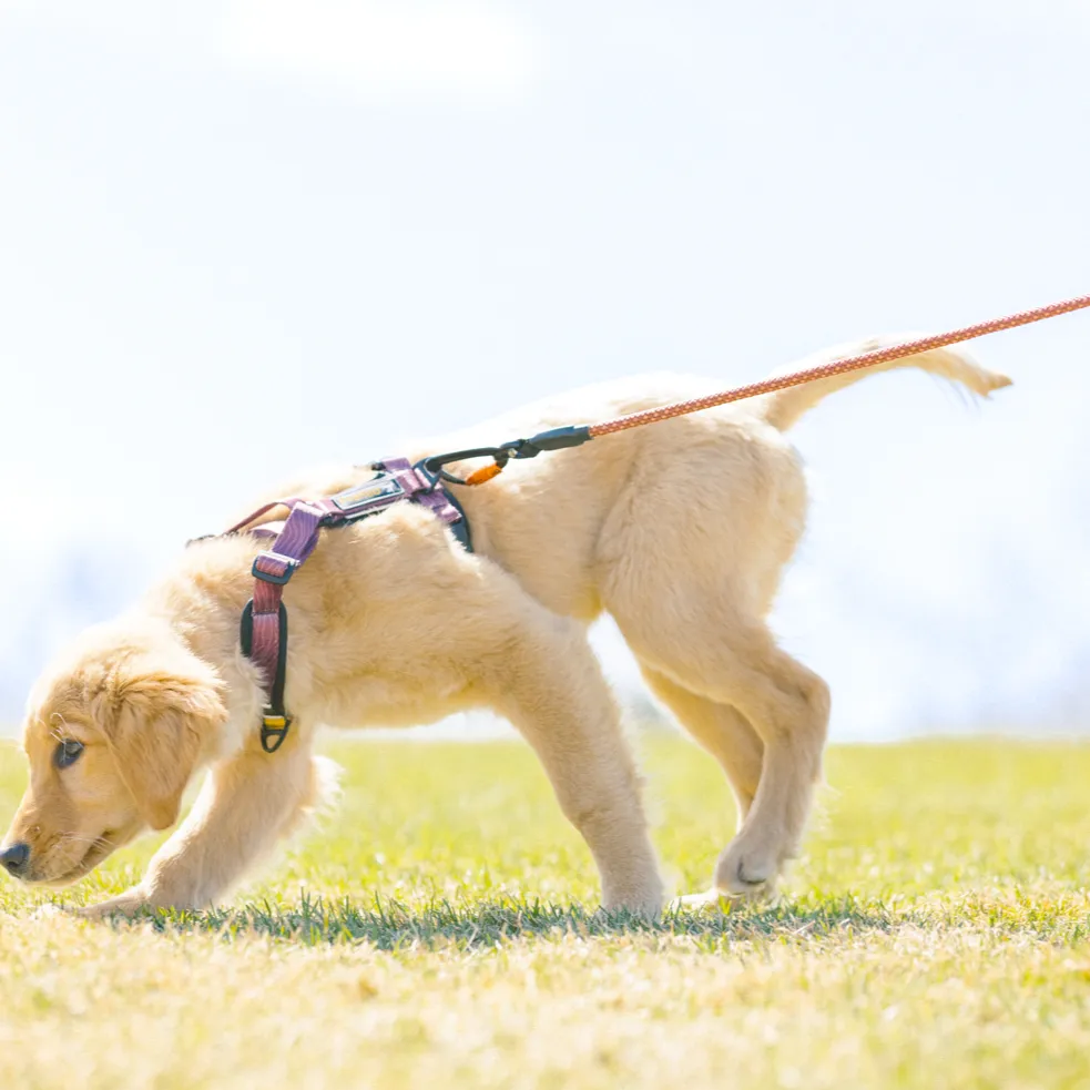 Alpine Reflective Comfort Harness | Padded Dog Harness