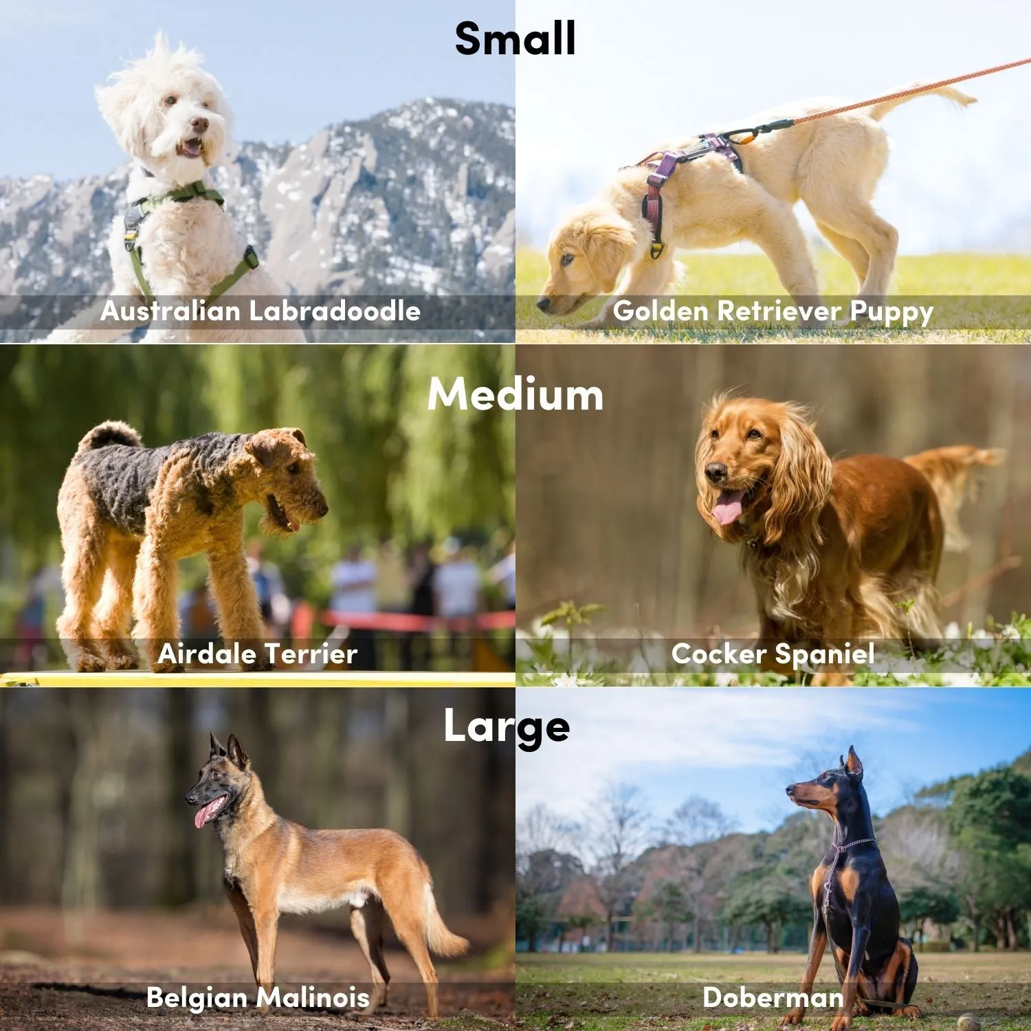 Alpine Reflective Comfort Harness | Padded Dog Harness