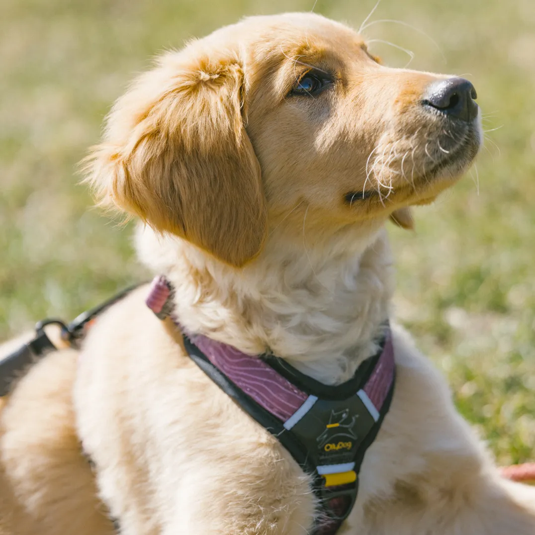 Alpine Reflective Comfort Harness | Padded Dog Harness