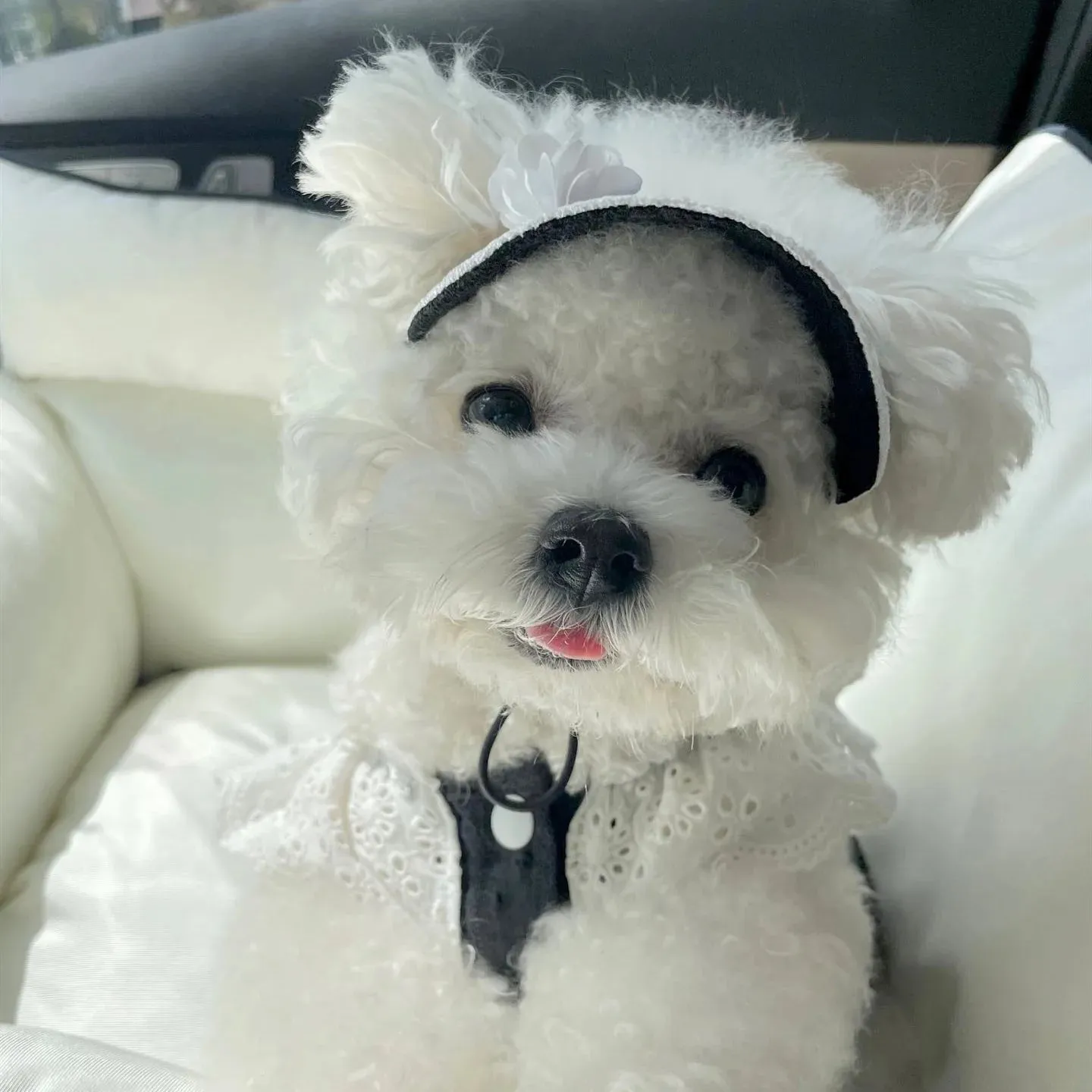 [Best for IG TT] Elegent Golf Sun Puppy Kitty Hat
