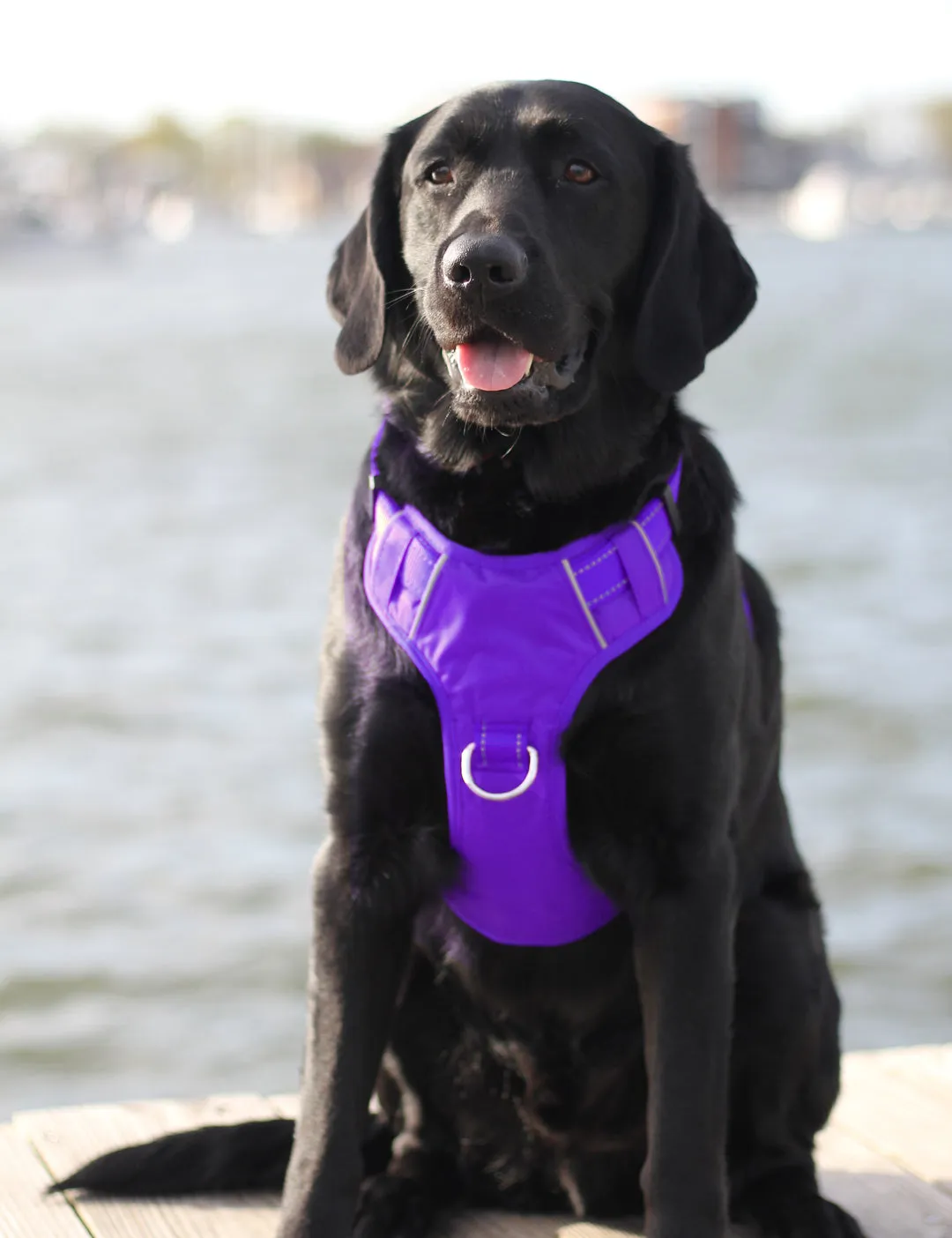 Chesapeake Bay Dog Harness Purple Rain Small