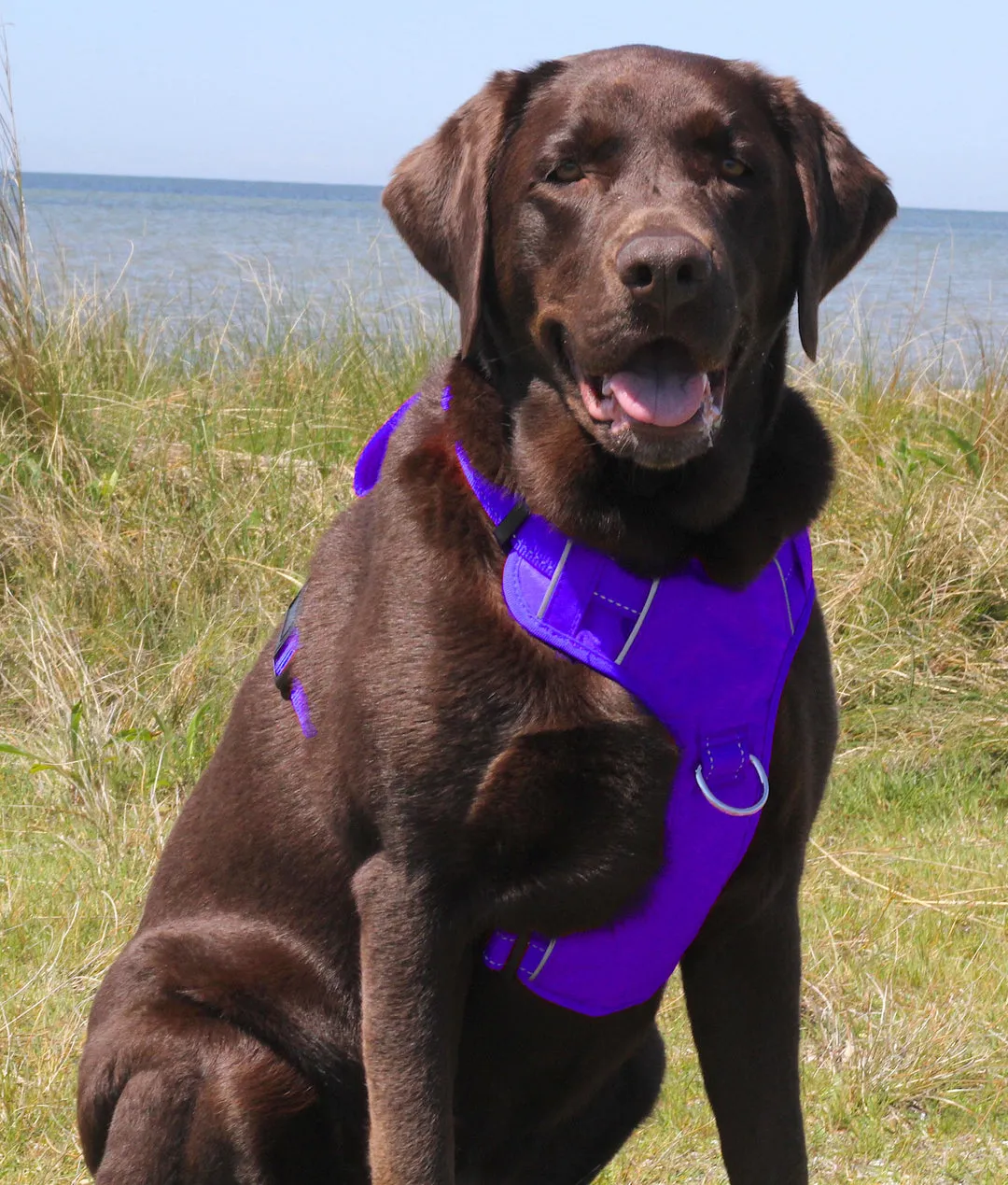 Chesapeake Bay Dog Harness Purple Rain Small