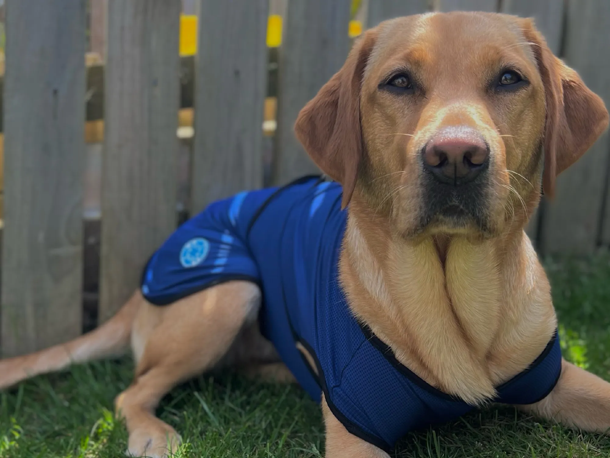 Dog Cooling Coat