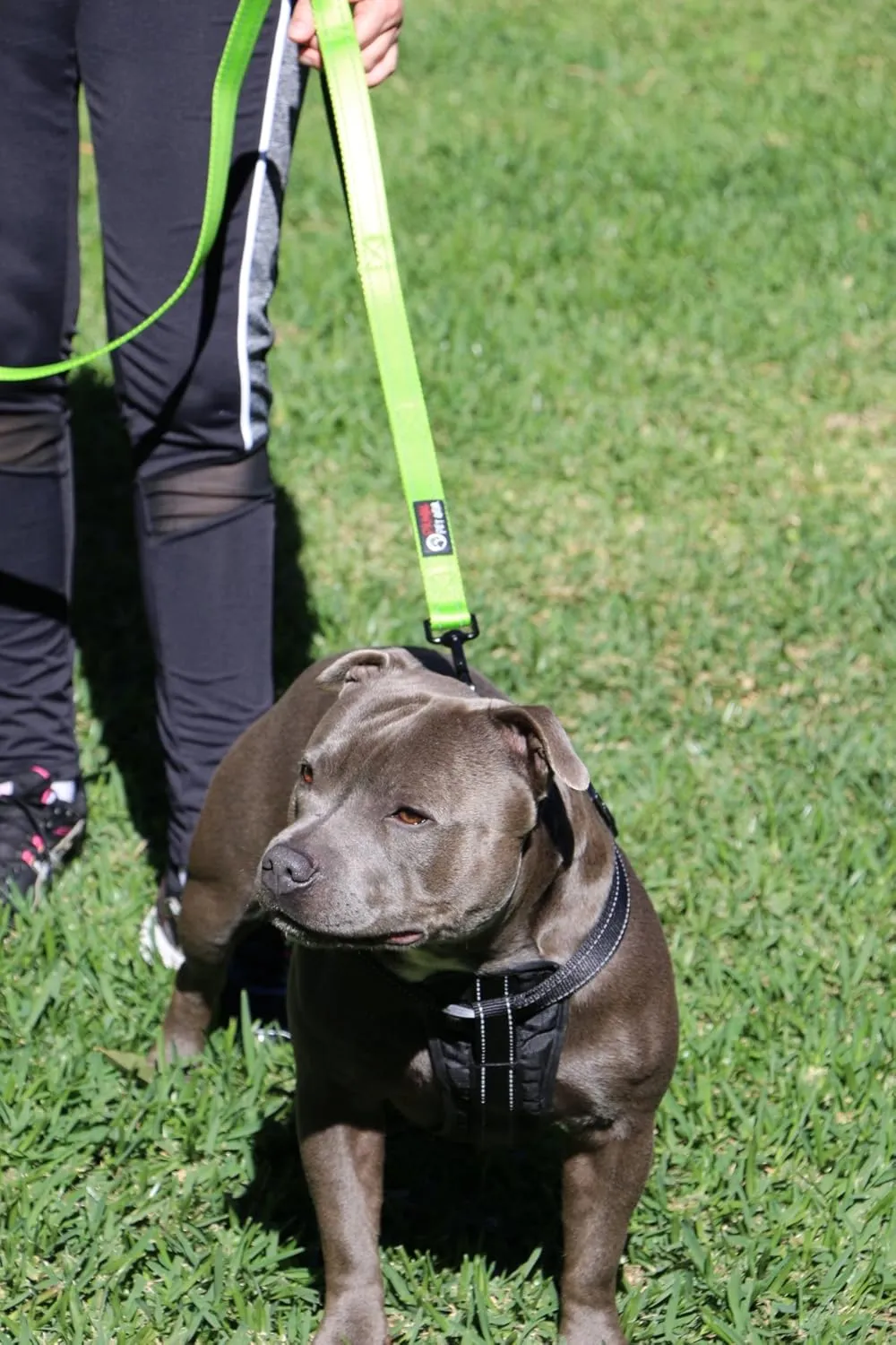 Dog Leash 6ft Long,Traffic Padded Two Handle,Heavy Duty,Reflective Double Handles Lead for Control Safety Training,Leashes for Large Dogs or Medium Dogs,Dual Handles Leads(Green)