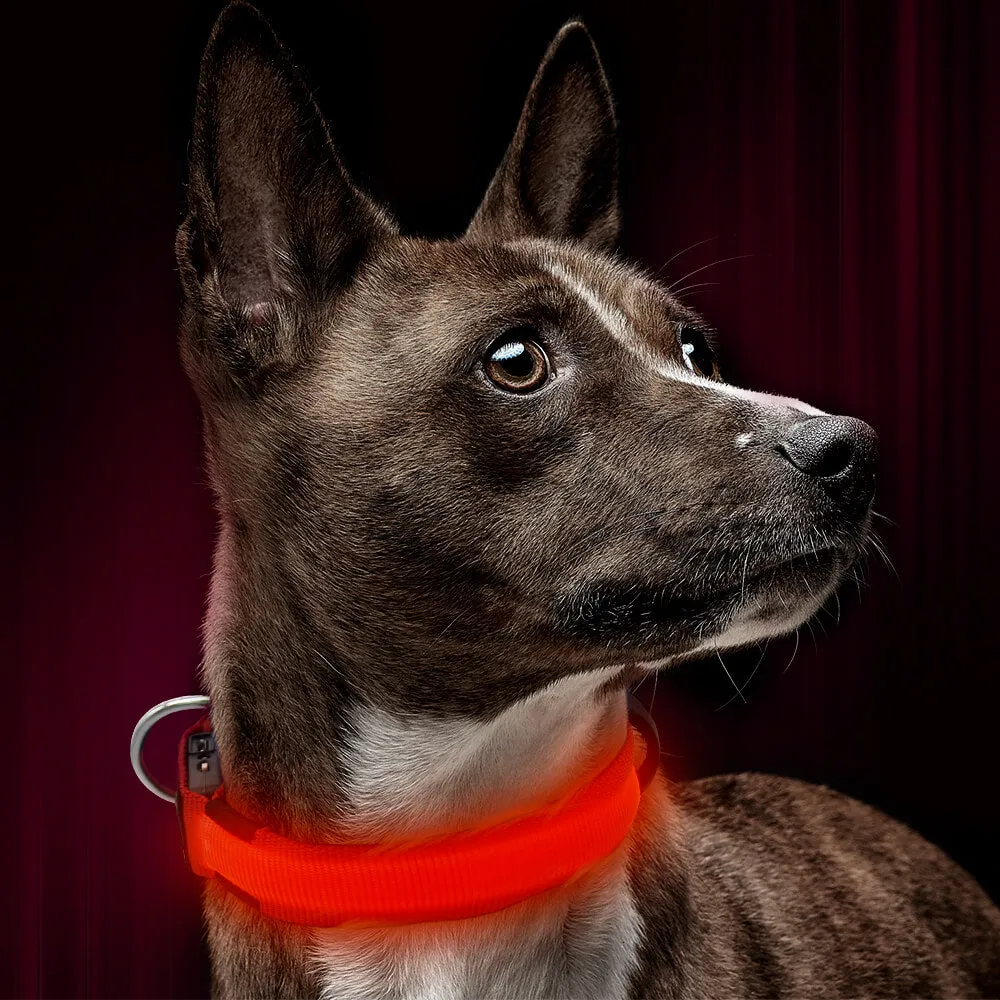 Nylon Webbing Rechargeable LED Dog Collar