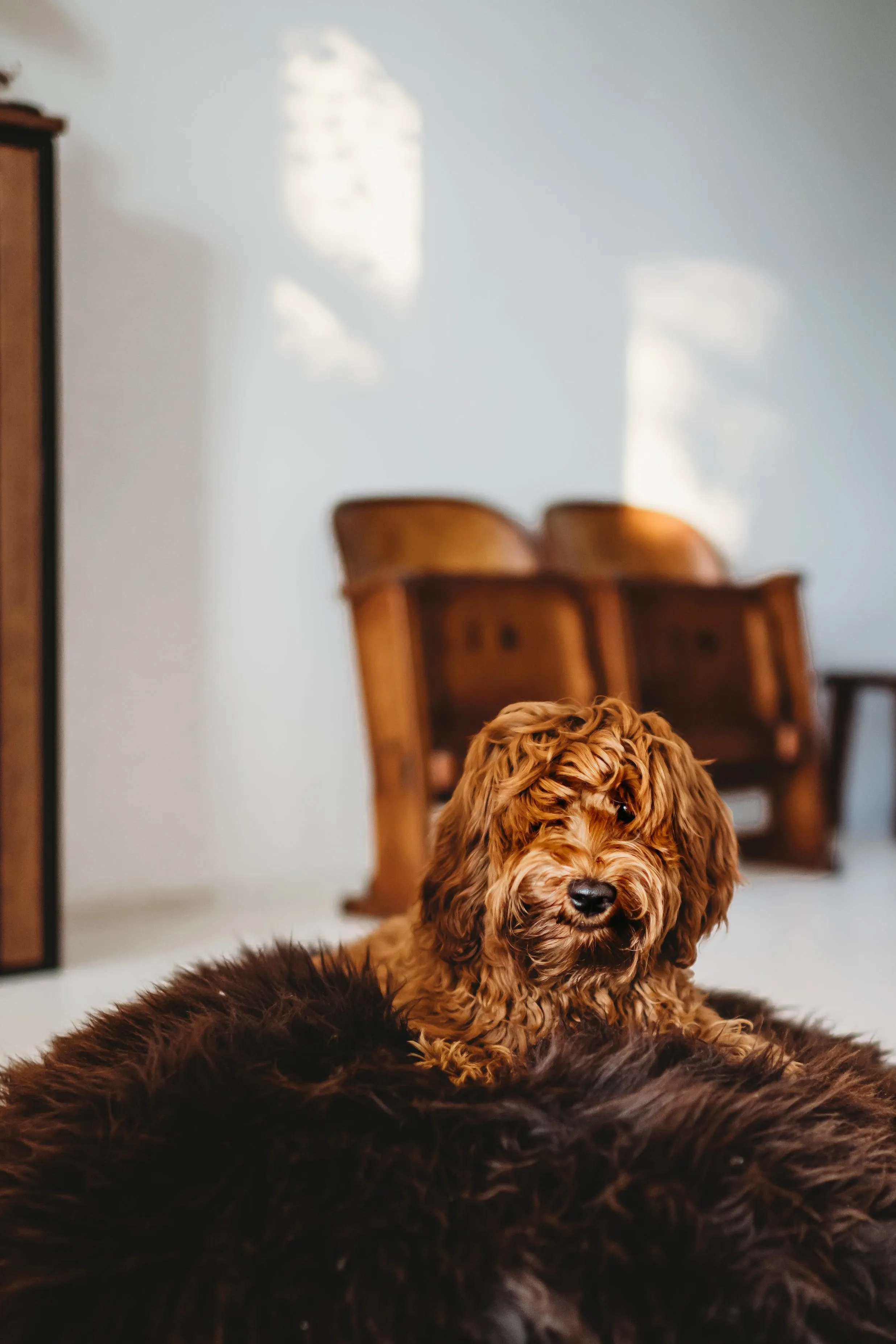 Oval Natural Sheepskin Pet Bed - Chocolate Brown