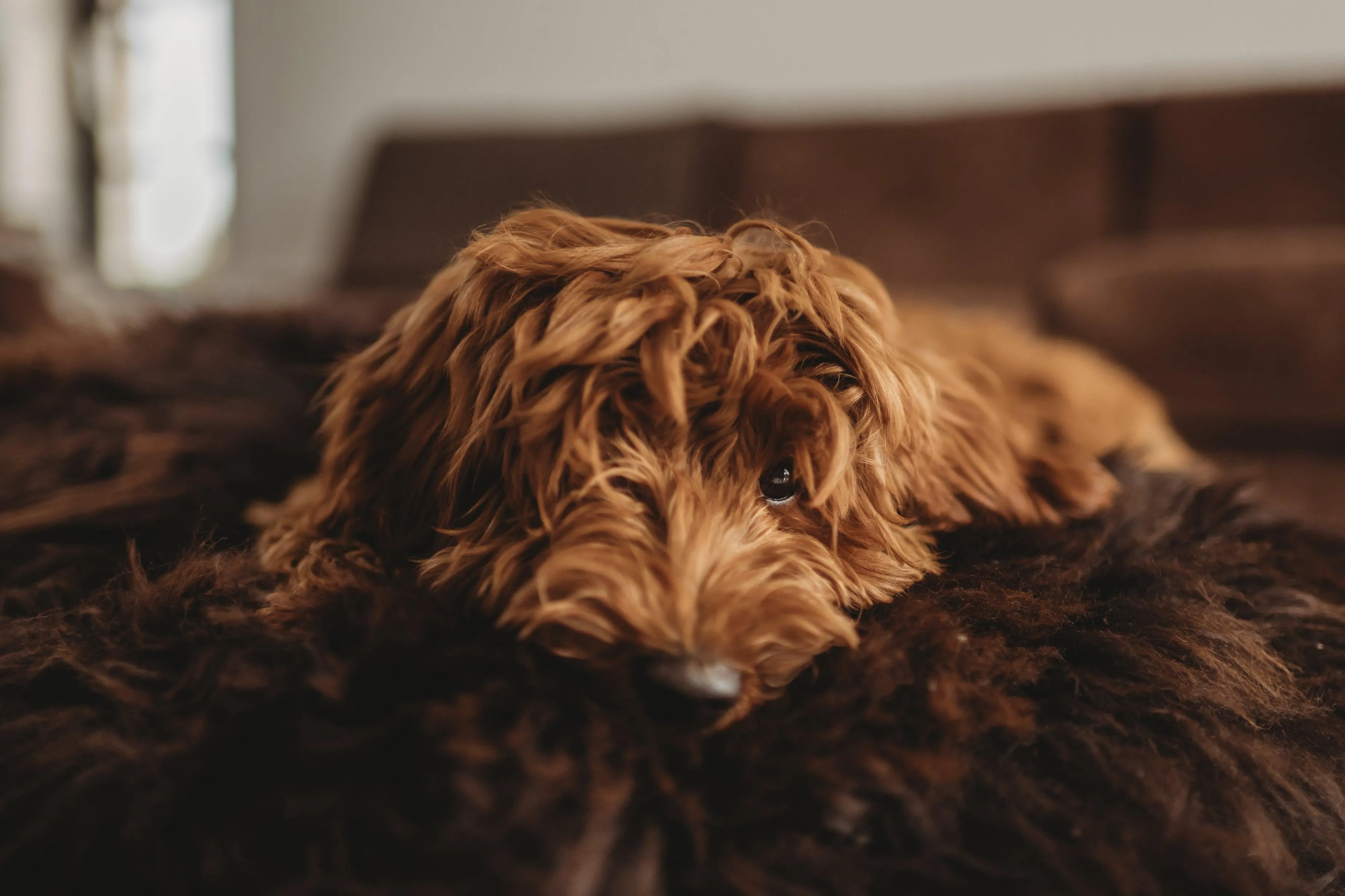 Oval Natural Sheepskin Pet Bed - Chocolate Brown