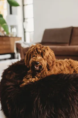 Oval Natural Sheepskin Pet Bed - Chocolate Brown