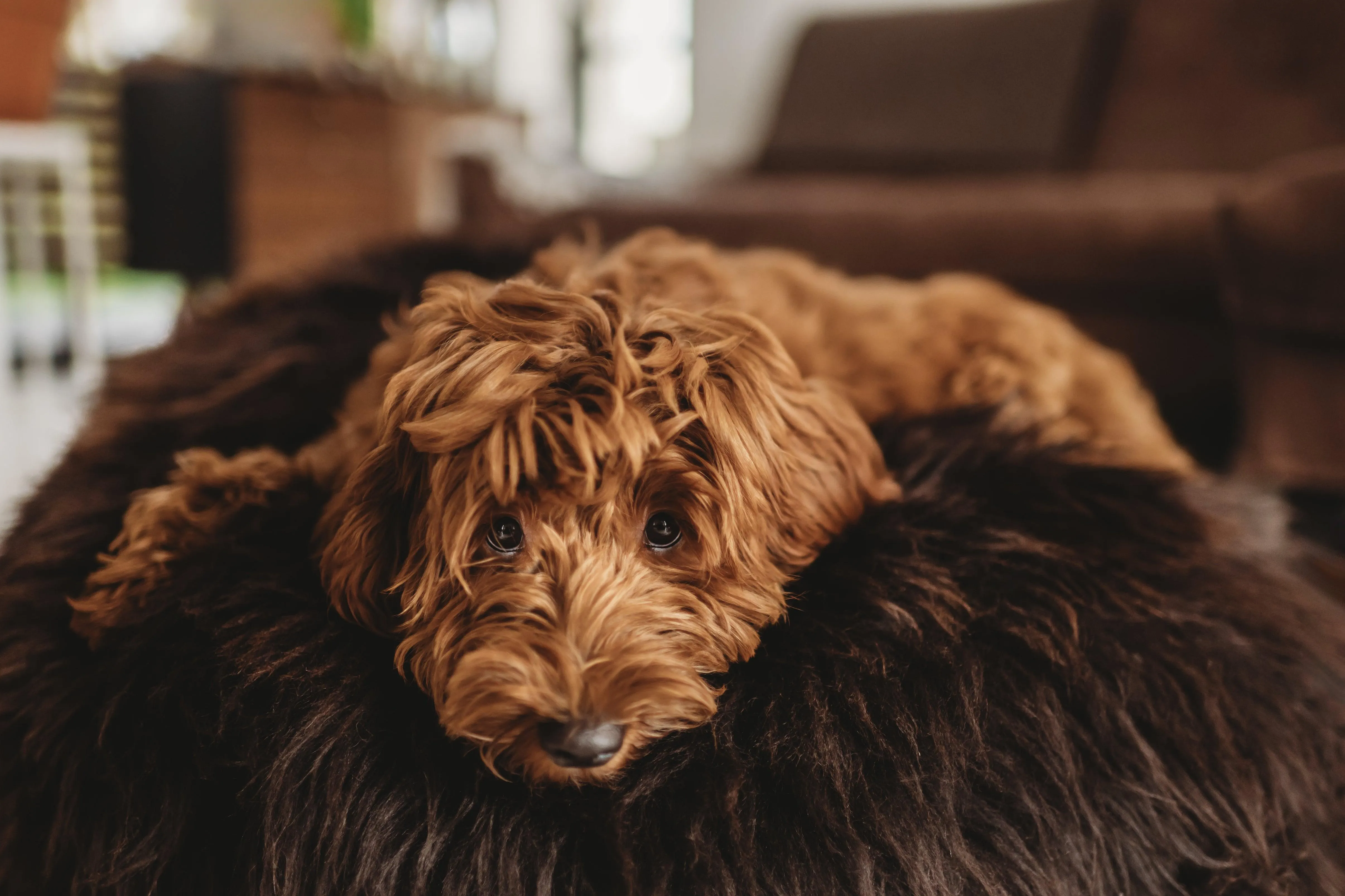 Oval Natural Sheepskin Pet Bed - Chocolate Brown