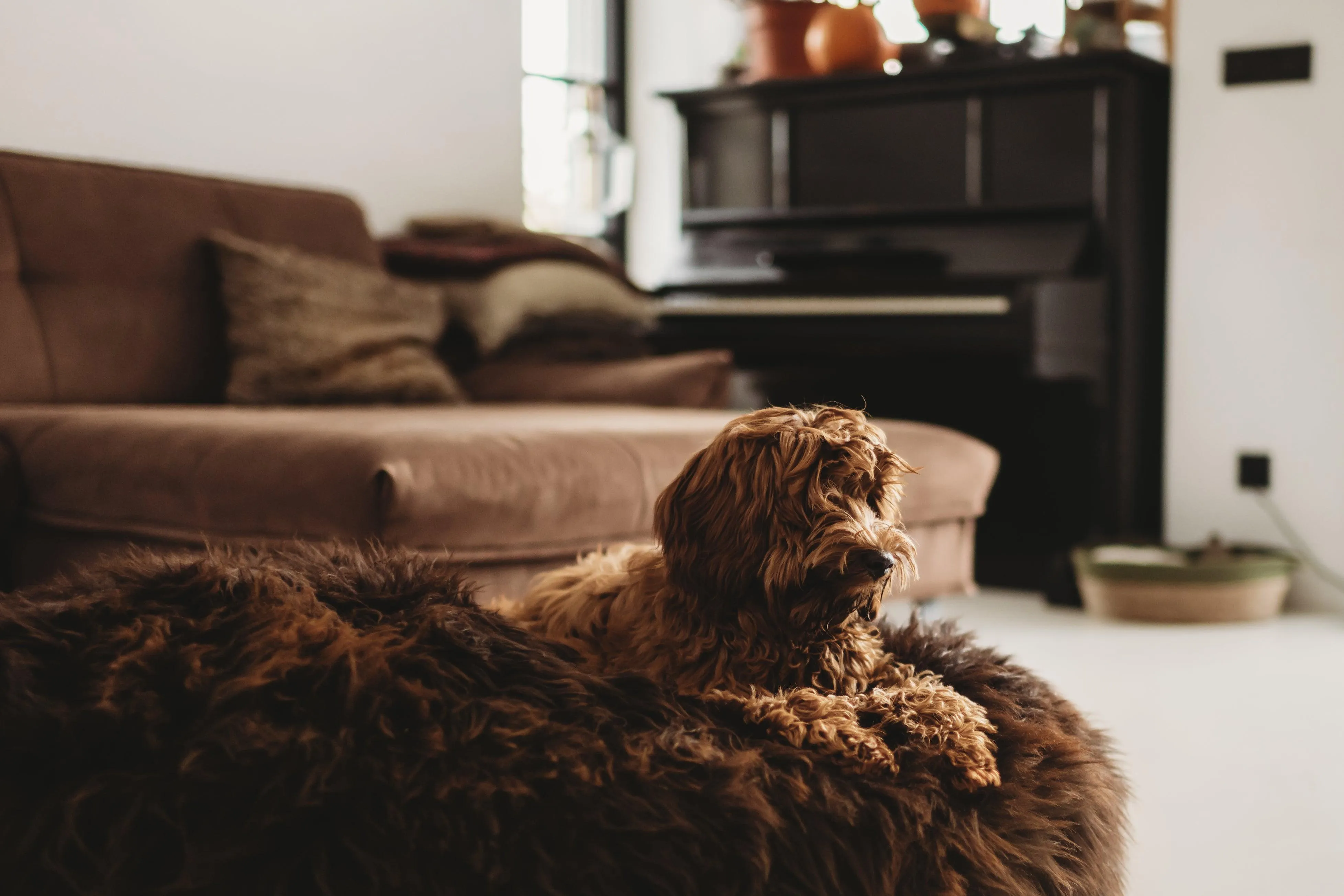 Oval Natural Sheepskin Pet Bed - Chocolate Brown