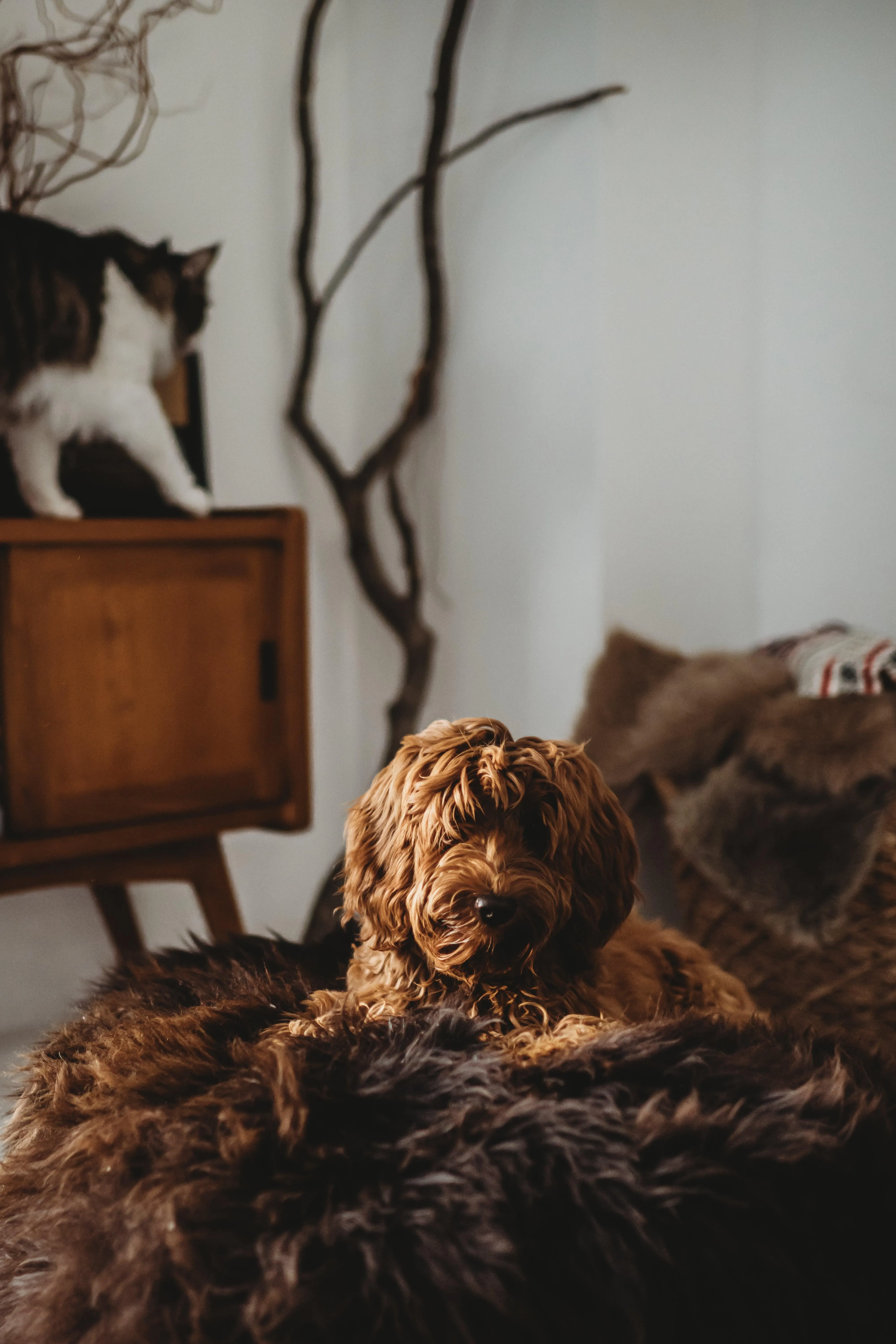 Oval Natural Sheepskin Pet Bed - Chocolate Brown