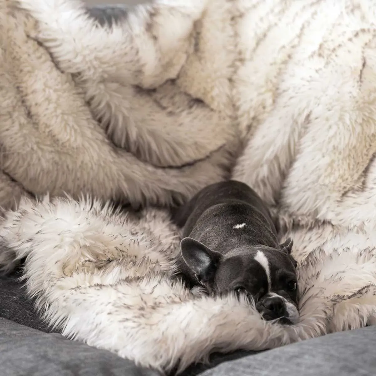 PupProtector Waterproof Throw Blanket - White w/Brown Accents
