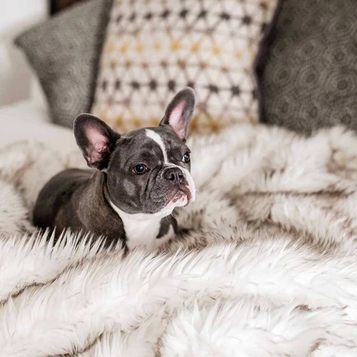 PupProtector Waterproof Throw Blanket - White w/Brown Accents
