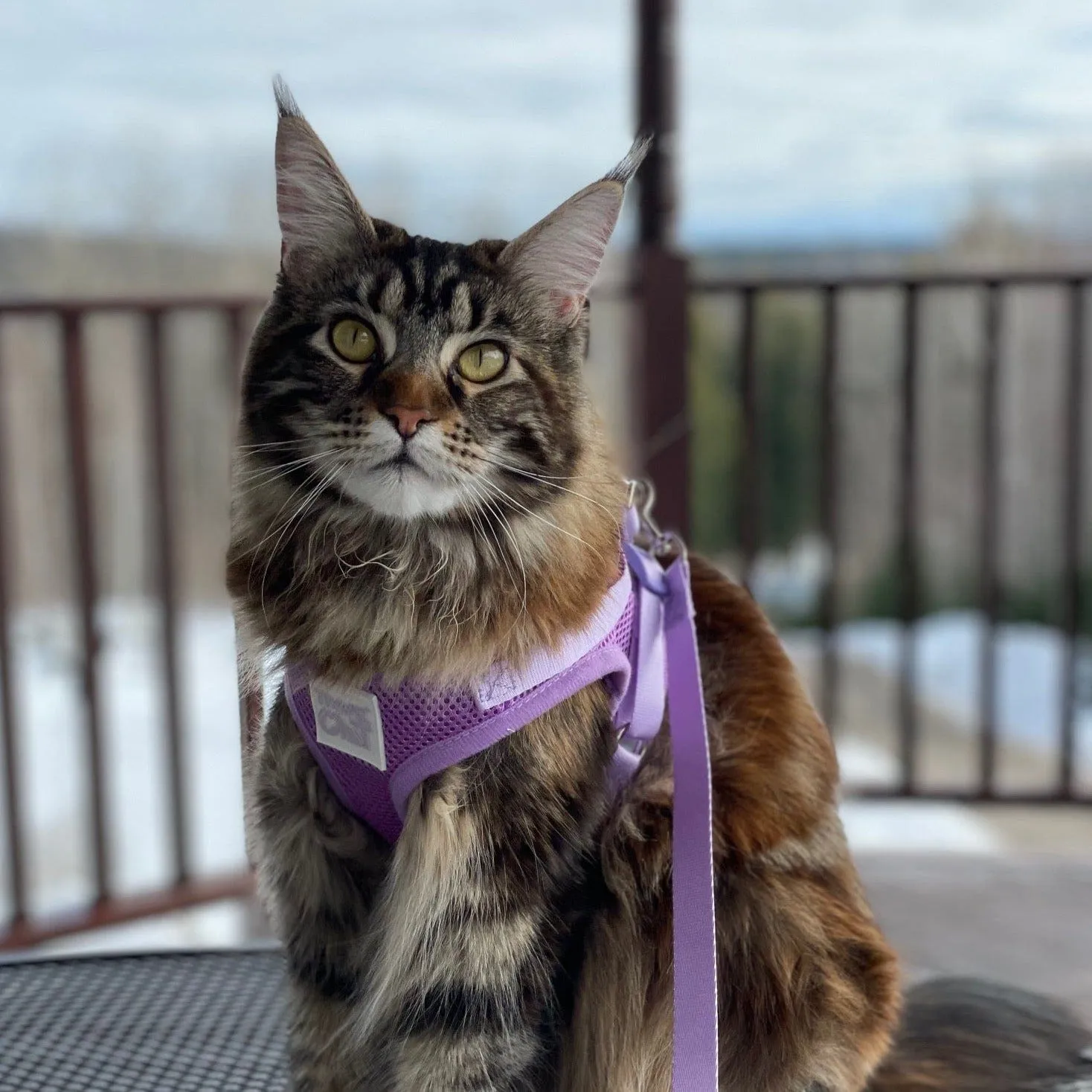 "The True Adventurer" Reflective Cat & Kitten Harness and Leash