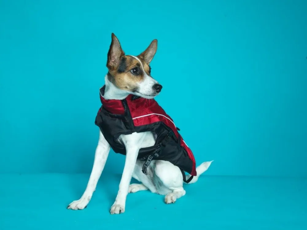Rogz Snowskin Silver Gecko SALE 50% OFF