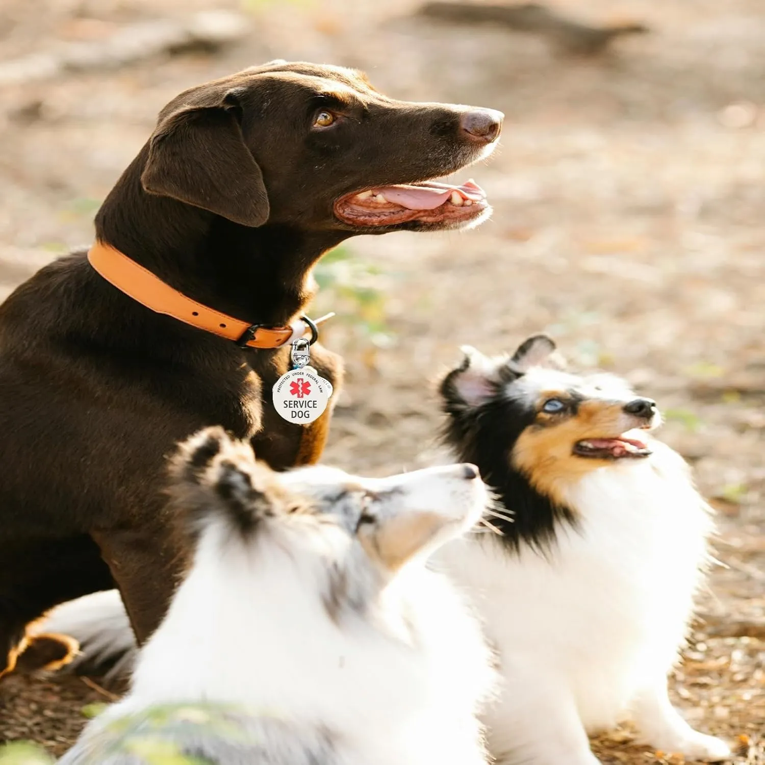 Service Dog Tag Easily Attach to Dog Collar, Harness, Vest (Large)