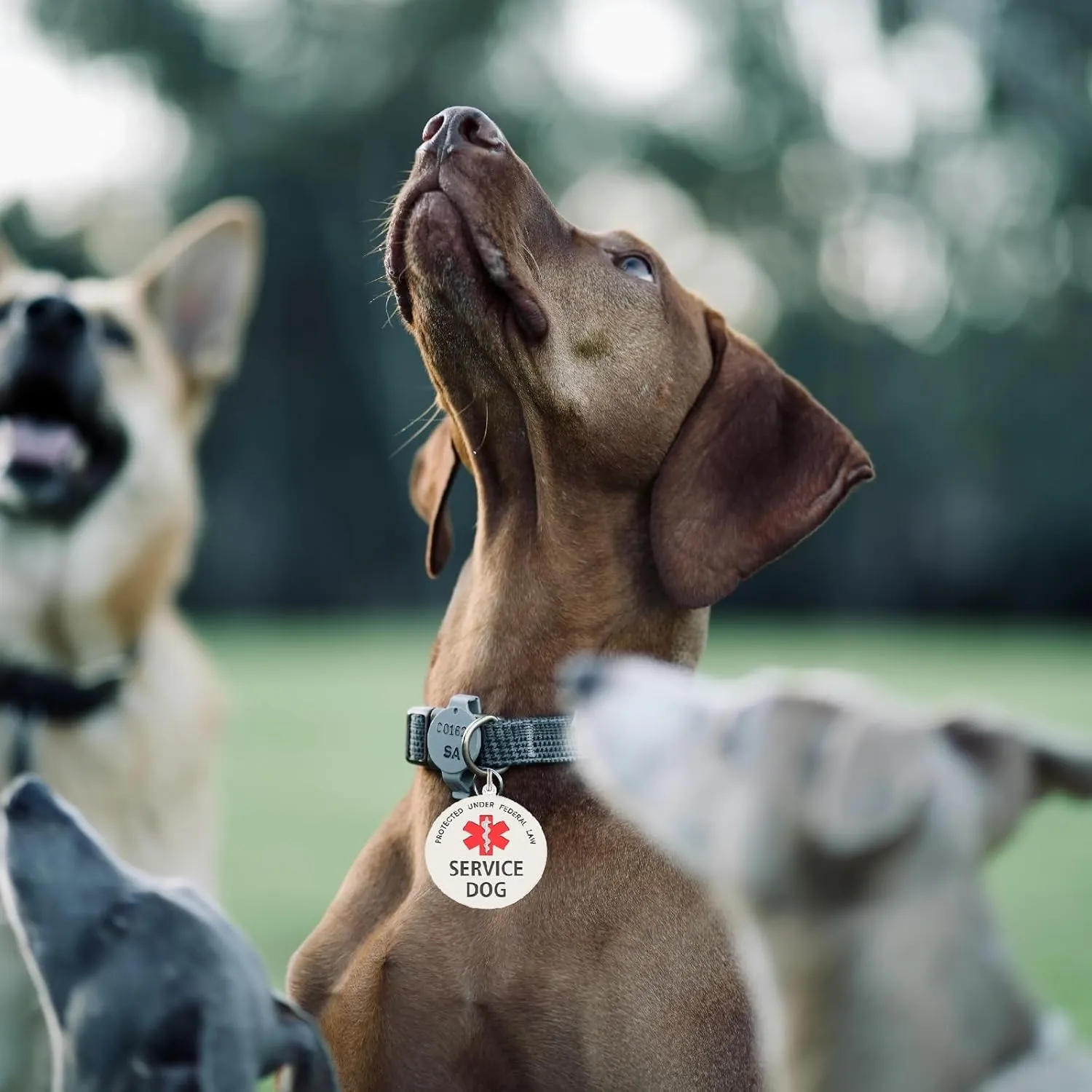 Service Dog Tag Easily Attach to Dog Collar, Harness, Vest (Large)